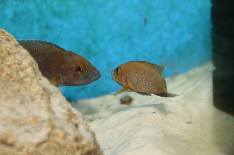 Neolamprologus niger 'Kiriza'